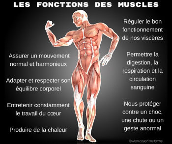 A quoi servent nos muscles ?