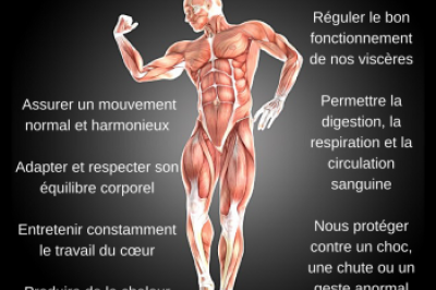 A quoi servent nos muscles ?